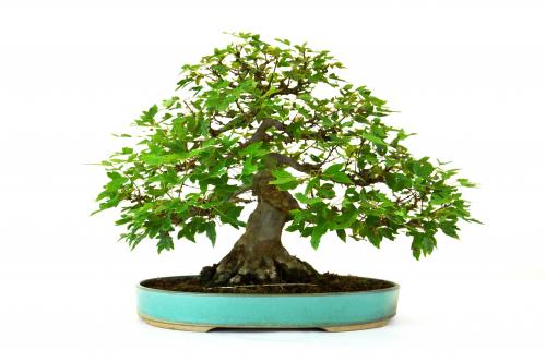 Bonsai Acer buergerianum