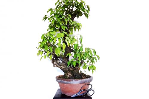 Bonsai Prunus mume