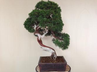 Juniperus Kishu