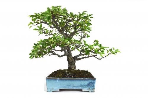 Bonsai Malus siemboldii