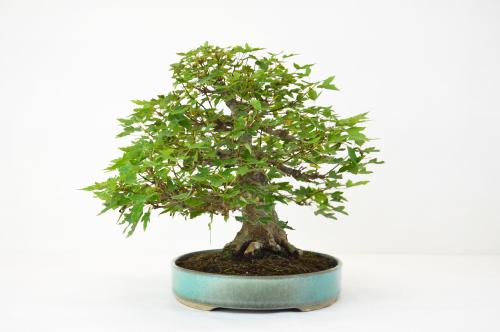Bonsai di Acer buergerianum