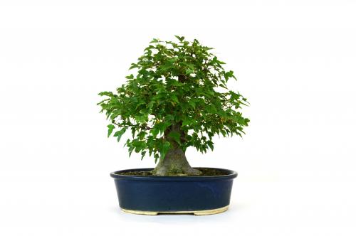 Bonsai Acer buergerianum