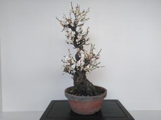 Bonsai Prunus mume