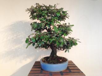 Bonsai Elaeagnus pungens