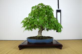 Acer Palmatum
