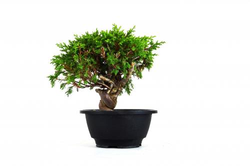 Bonsai Juniperus Itoigawa