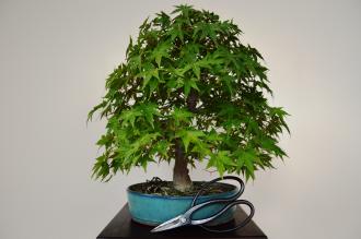 Bonsai Acer palmatum