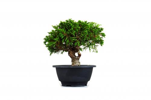 Bonsai Juniperus Itoigawa
