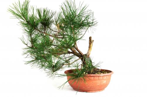 Bonsai Pinus nigra