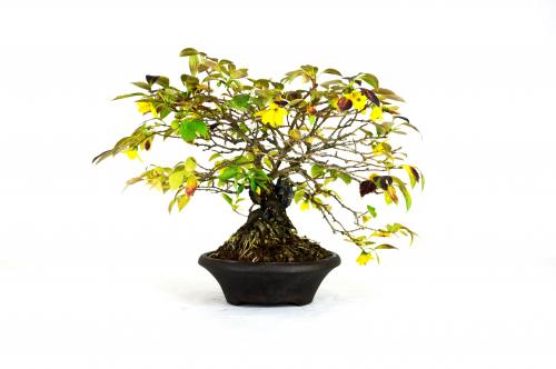 Bonsai Forsythia