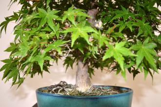 Bonsai Acer palmatum