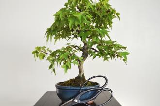 Acer buergerianum