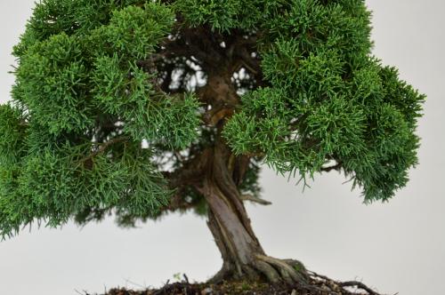 Bonsai Juniperus Kishu