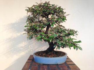 Bonsai Elaeagnus pungens