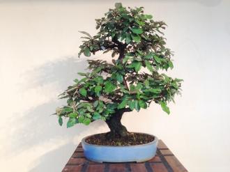 Bonsai Elaeagnus pungens