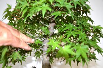 Bonsai Acer palmatum