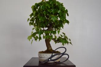 Acer buergerianum