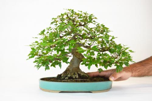 Bonsai Acer buergerianum