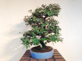 Bonsai Elaeagnus pungens