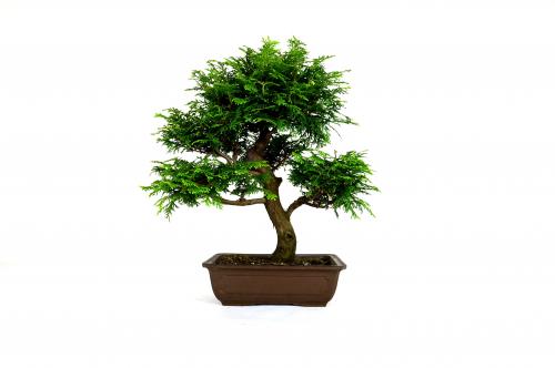 Bonsai Chamaecyparis obtusa