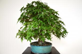 Bonsai Acer palmatum