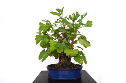 Bonsai Ginkgo biloba
