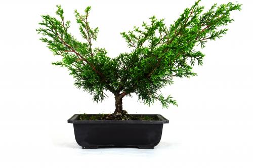 Bonsai Juniperus chinensis
