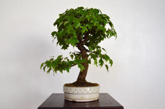 Acer buergerianum
