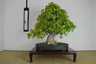 Acer buergerianum
