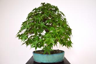 Bonsai Acer palmatum