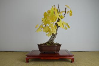 Ginkgo biloba
