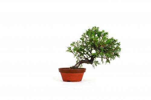 Bonsai Juniperus Itoigawa