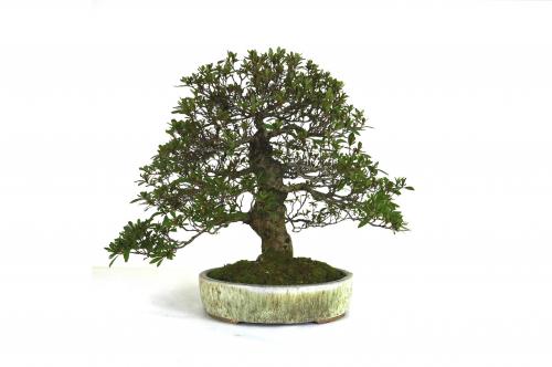 Bonsai Azalea japonica "Satsuki"