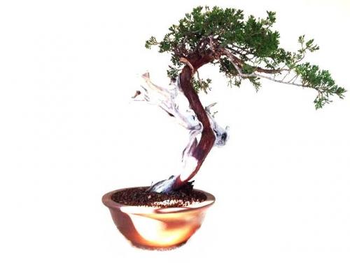 Bonsai Juniperus Sabina