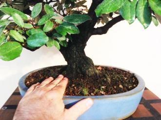 Bonsai Elaeagnus pungens