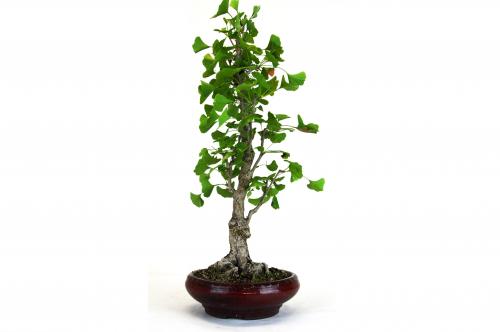 Bonsai Ginkgo biloba