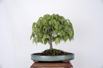Zelkova serrata