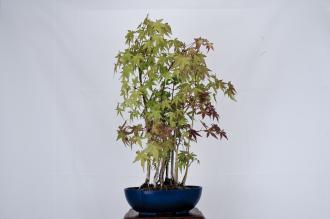 Acer palmatum