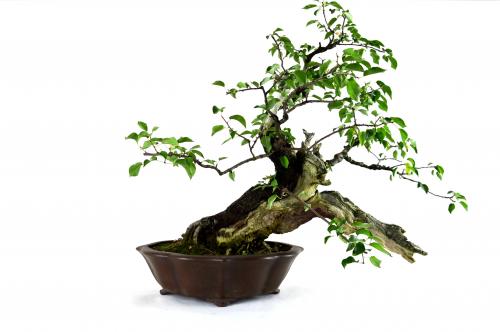 Bonsai Prunus mahaleb