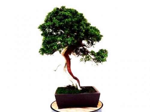 Bonsai Juniperus Itoigawa