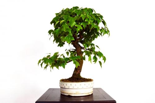 sold Bonsai Acer buergerianum