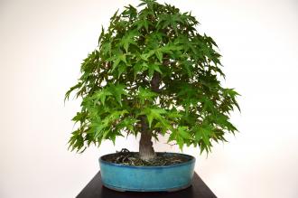 Bonsai Acer palmatum