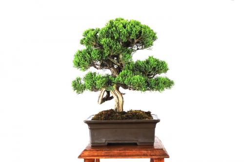 Bonsai Juniperus Itoigawa