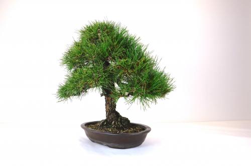Bonsai Pinus thunbergii