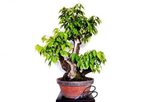 Bonsai Prunus mume