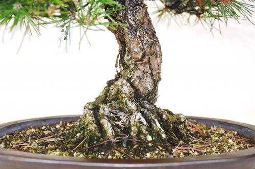 Bonsai Pinus thunbergii