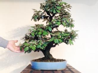 Bonsai Elaeagnus pungens