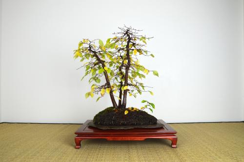 Bonsai Ulmus