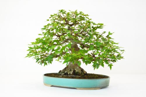 Bonsai di Acer buergerianum