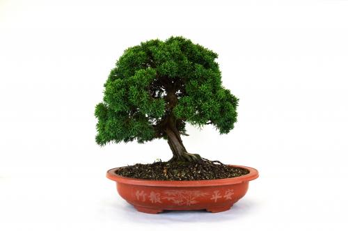Bonsai Juniperus Kishu